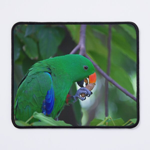 Item preview, Eclectus Parrot designed and sold by rogersmith.