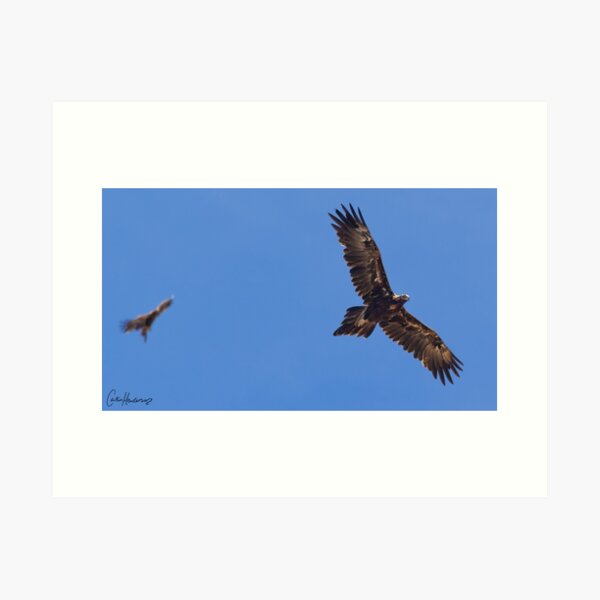 Wedge-tailed Eagles in flight (Print) Art Print