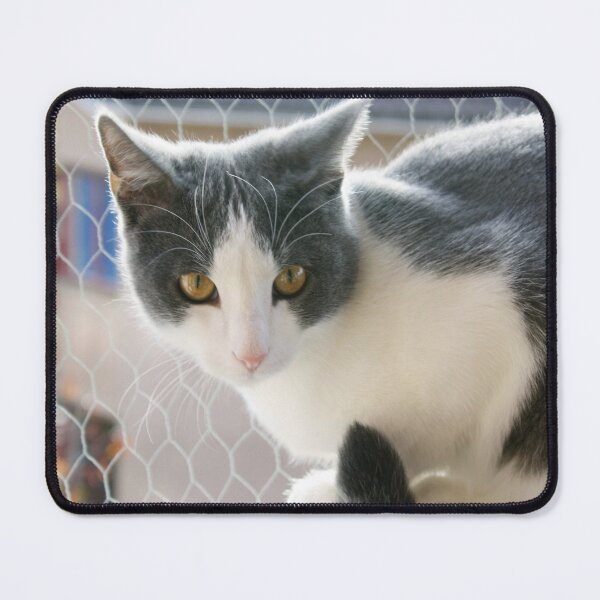Item preview, Grey And White Tuxedo Cat Photograph designed and sold by taiche.