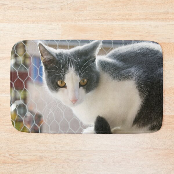Item preview, Grey And White Tuxedo Cat Photograph designed and sold by taiche.