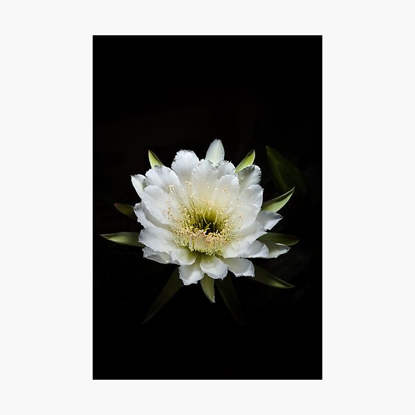 Radial Opening Photographic Print