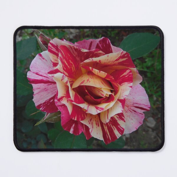 Item preview, Rose, Rosa Neil Diamond Flower. Multi colored or Rainbow flowers. Love nature. designed and sold by TheNatureTalent.
