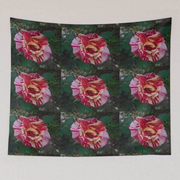 Item preview, Rose, Rosa Neil Diamond Flower. Multi colored or Rainbow flowers. Love nature. designed and sold by TheNatureTalent.