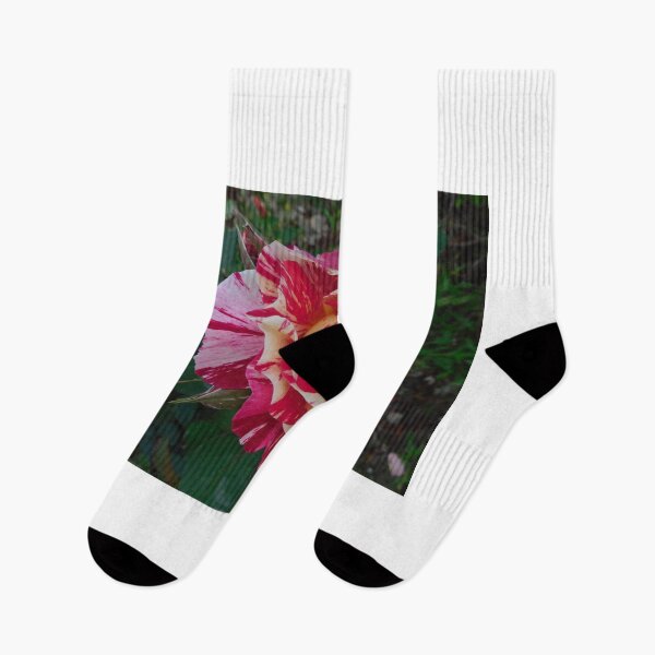 Item preview, Rose, Rosa Neil Diamond Flower. Multi colored or Rainbow flowers. Love nature.  designed and sold by TheNatureTalent.