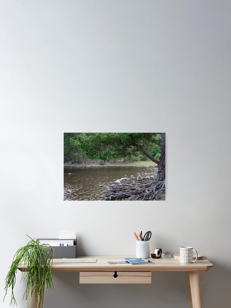 Thumbnail 2 of 3, Poster, Tree Roots designed and sold by Svetlana Sewell.