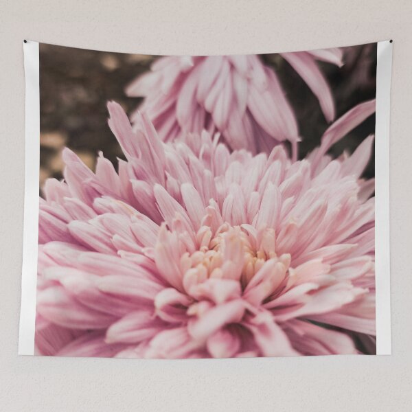 Item preview, Pastel pink flowers - pastel pink chrysanthemum designed and sold by SunriseAndHoney.
