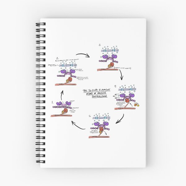 Item preview, Sliding Filament Theory Muscle contraction  designed and sold by faolansforge.