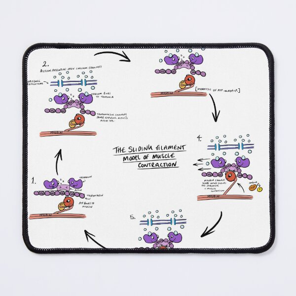Item preview, Sliding Filament Theory Muscle contraction designed and sold by faolansforge.
