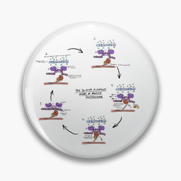 Item preview, Sliding Filament Theory Muscle contraction  designed and sold by faolansforge.