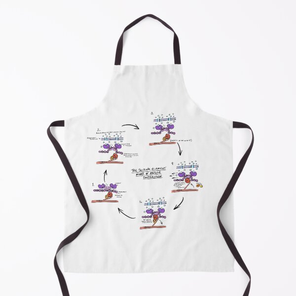 Item preview, Sliding Filament Theory Muscle contraction designed and sold by faolansforge.