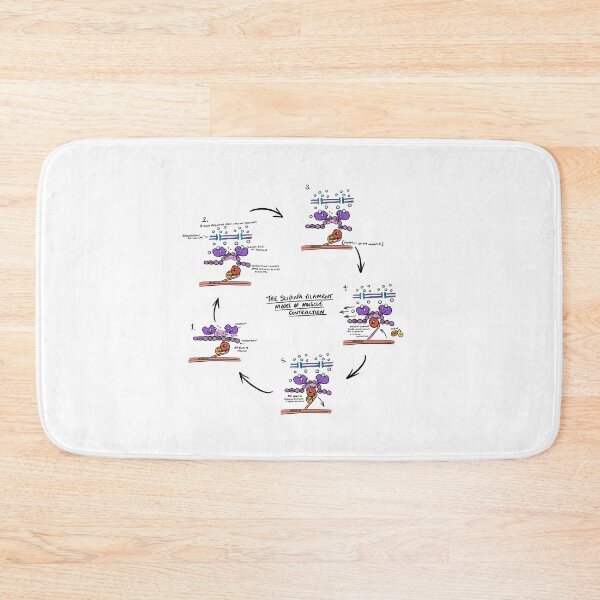 Item preview, Sliding Filament Theory Muscle contraction  designed and sold by faolansforge.