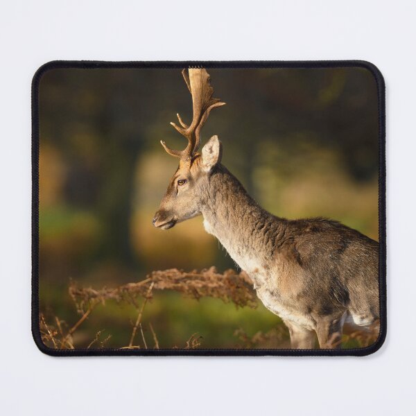Item preview, Fallow Deer Buck designed and sold by Ryan  Ten.