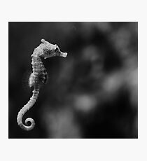 Sea life - Melbourne Seahorse Photographic Print