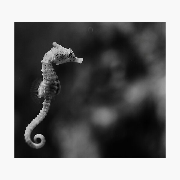 Sea life - Melbourne Seahorse Photographic Print