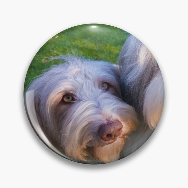 Item preview, Bailey y Skye, los collies barbudos designed and sold by Paul Thompson Photography.