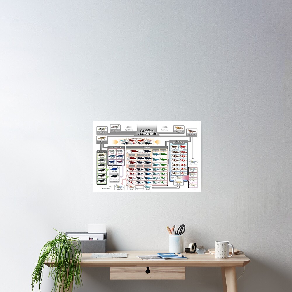 Caridina cantonensis Family Tree Poster