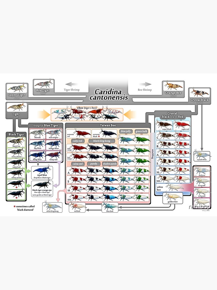 Caridina cantonensis Family Tree by rah-bop