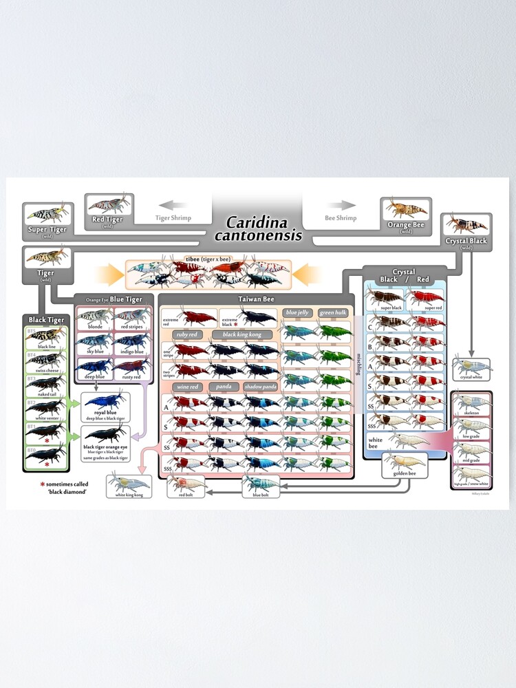 Alternate view of Caridina cantonensis Family Tree Poster