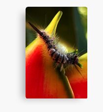 Caterpillar Canvas Print