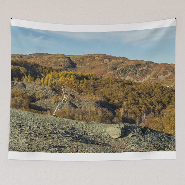 Item preview, Solitary Silver Birch Hodge Close Quarry  designed and sold by Cameranick.