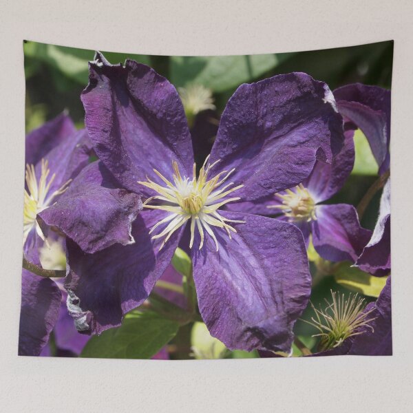 Item preview, Purple Clematis from A Gardener's Notebook designed and sold by Douglas E. Welch Design and Photography.