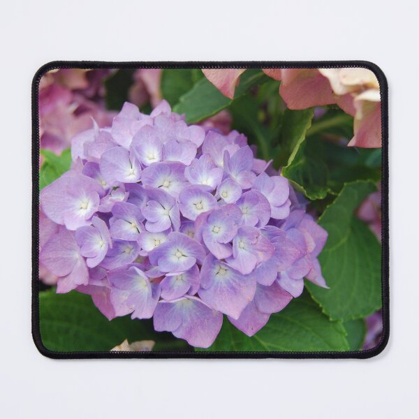 Item preview, Pretty Lavender Purple Hydrangea Flowers designed and sold by newburyboutique.