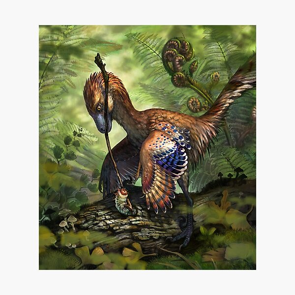 Jinfengopteryx elegans Photographic Print