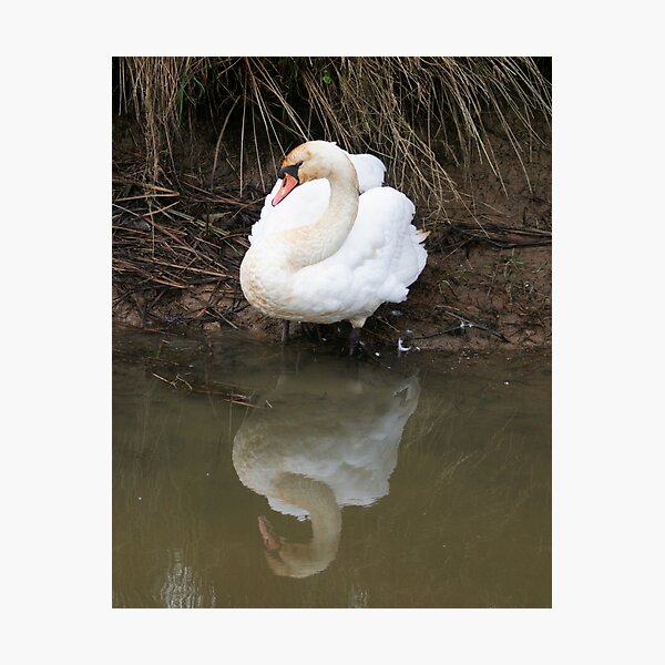 Item preview, Mirror Mirror on the Water designed and sold by GingerMan2550.