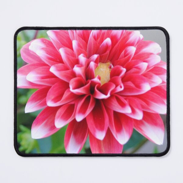 Item preview, A Pink and White Dahlia designed and sold by rayscollection.