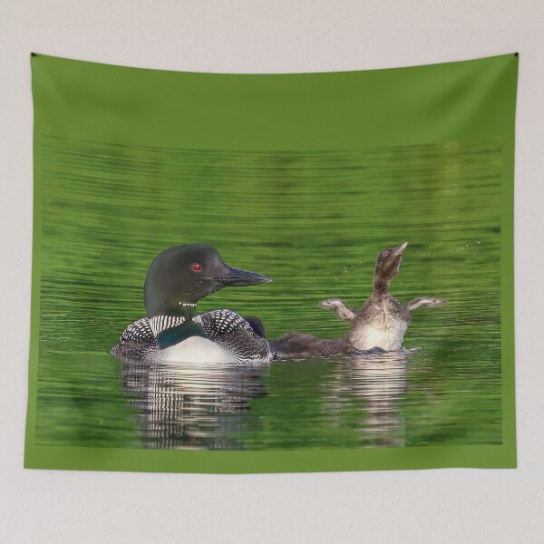Item preview, Common Loon with Baby doing a wing flap designed and sold by LindaCPhoto.