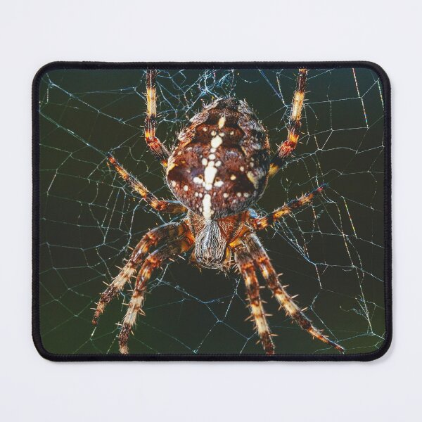 Item preview, Spider on Web designed and sold by MorningFive.