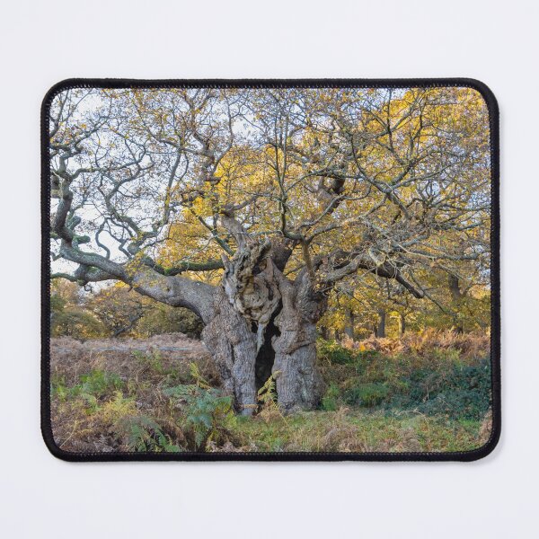 Item preview, Royal Oak, Richmond Park designed and sold by Graham Prentice.