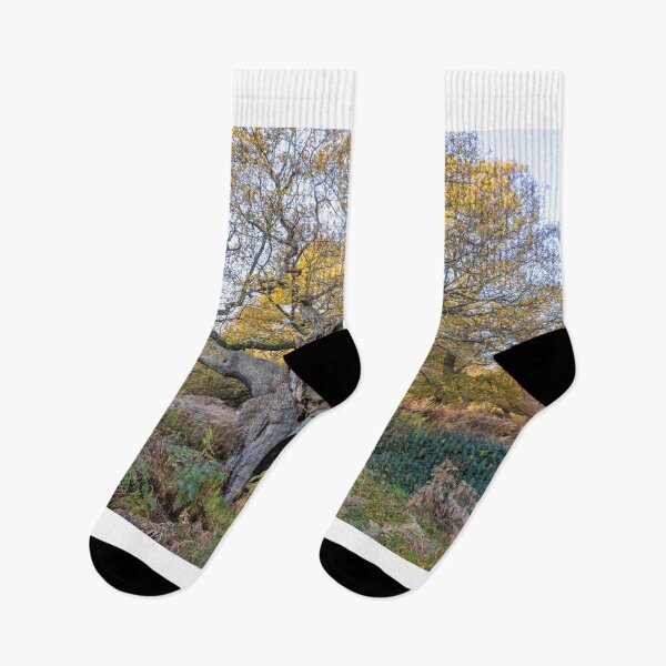 Item preview, Royal Oak, Richmond Park designed and sold by Graham Prentice.