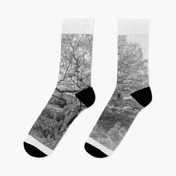 Item preview, Royal Oak, Richmond Park designed and sold by Graham Prentice.