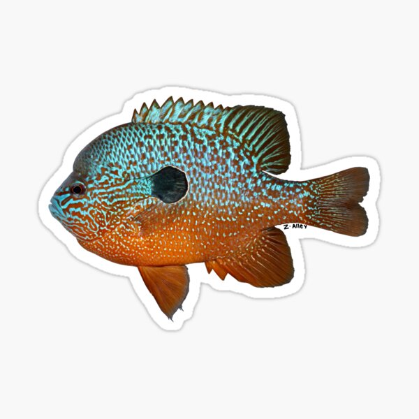 Vista previa del artículo con la obra «Longear Sunfish», diseñado y vendido por YourFishShop.