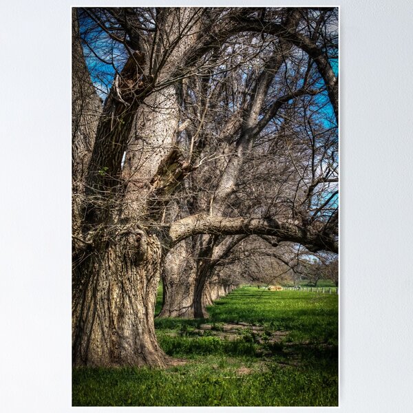 Item preview, Country lane near Axedale, Victoria (2) designed and sold by shaynetwright.