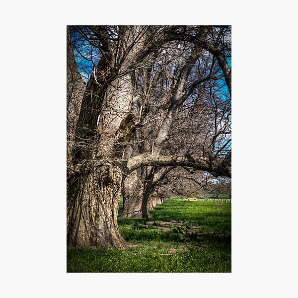 Item preview, Country lane near Axedale, Victoria (2) designed and sold by shaynetwright.