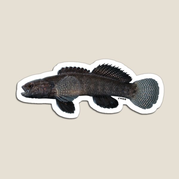 Darter Magnets for Sale Redbubble
