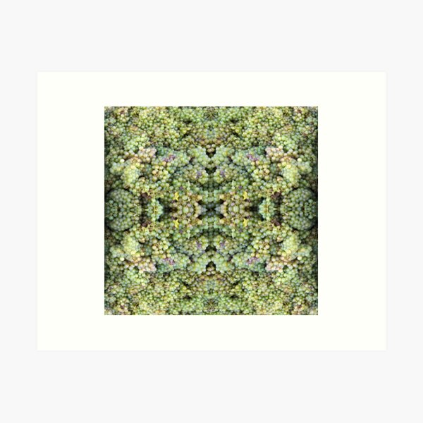 Semillon Grapes - Adelaide Artist Avril Thomas at Magpie Springs Art Print