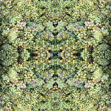 Artwork thumbnail, Semillon Grapes by Adelaide artist Avril Thomas at Magpie Springs by MagpieSprings