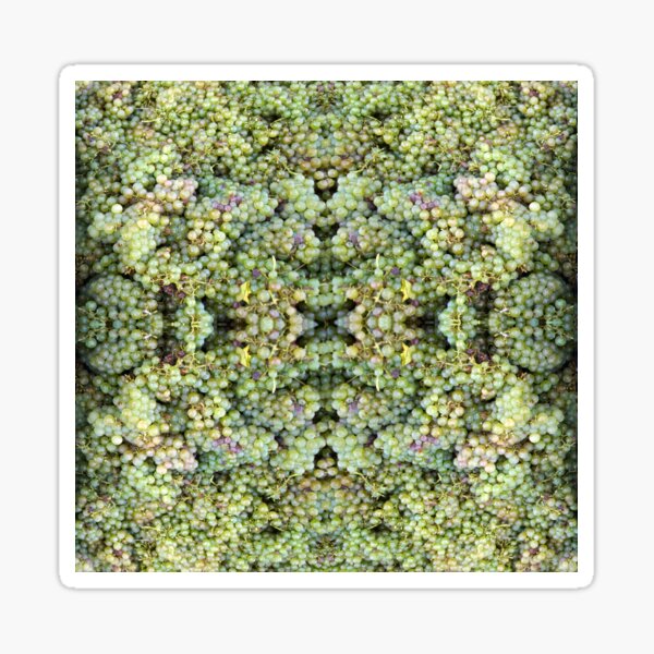 Semillon Grapes by Adelaide artist Avril Thomas at Magpie Springs Sticker