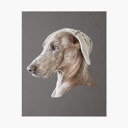 Brindle weimaraner hot sale