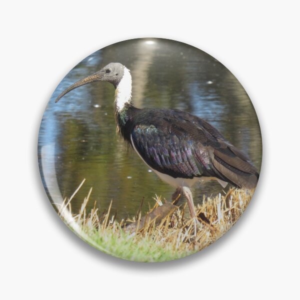 Item preview, Straw-necked ibis designed and sold by greentiger1.