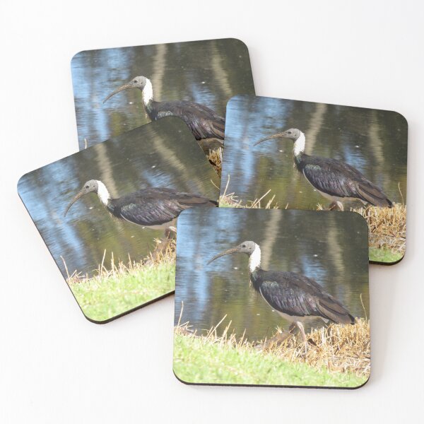 Item preview, Straw-necked ibis designed and sold by greentiger1.