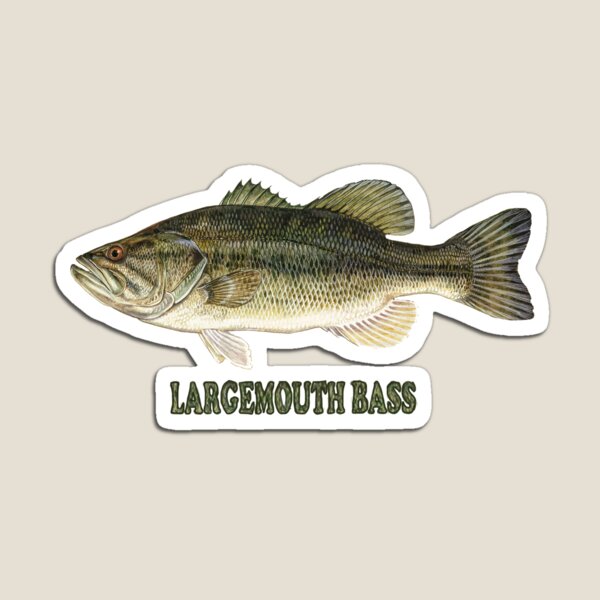 Freshwater Game Fish magnets - Largemouth Bass - Full Color Largemouth Bass  Magnet printed on clear vinyl