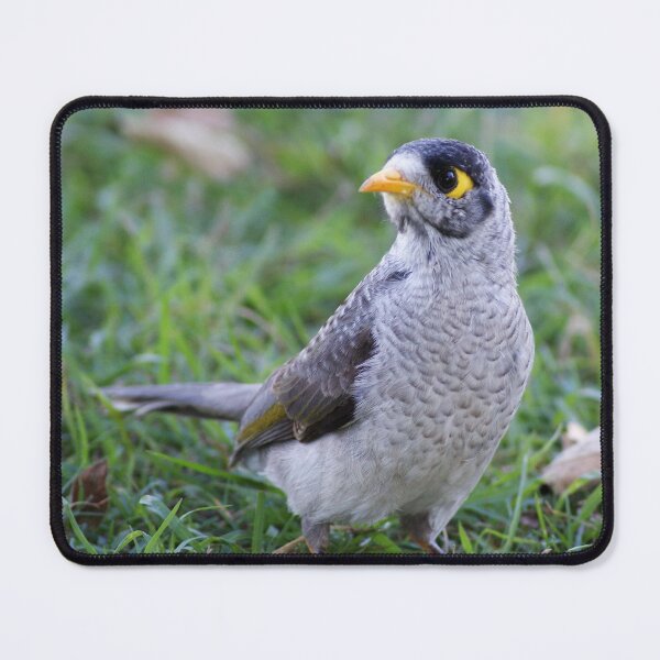 Item preview, Noisy Miner designed and sold by Dragonsfield.