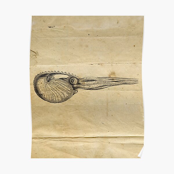 Octopus Argonaut Vintage Black and White Illustration | Ocean Wildlife Octopus Poster