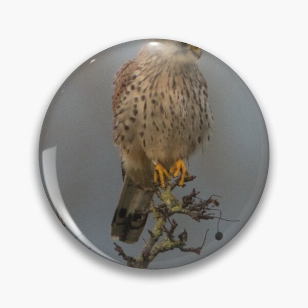 Item preview, Kestrel on the lookout designed and sold by Derren Jones.