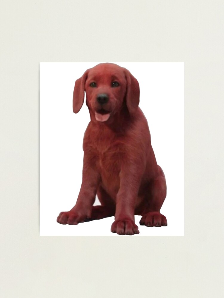 es clifford un vizsla