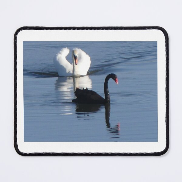 Item preview, Swans, white, black designed and sold by rachariedel.